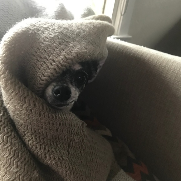 Meet your Posher, Chandie - Picture 4 of 6